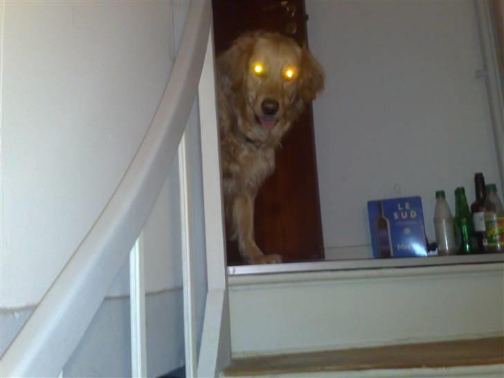 Golden retriever | Zento -  - Han kan gå op, men iik ned :P billede 5