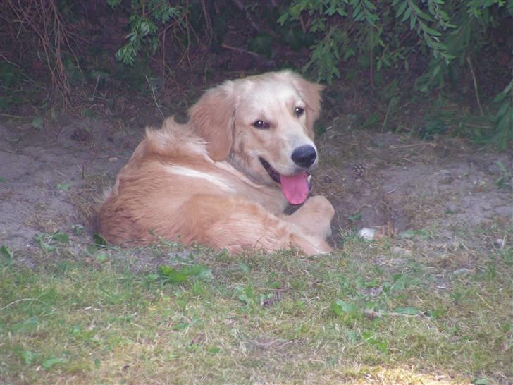 Golden retriever | Zento -  - En varm sommerdag, hvor han gravede et hul i skyggen og lagde sig i det :P billede 6