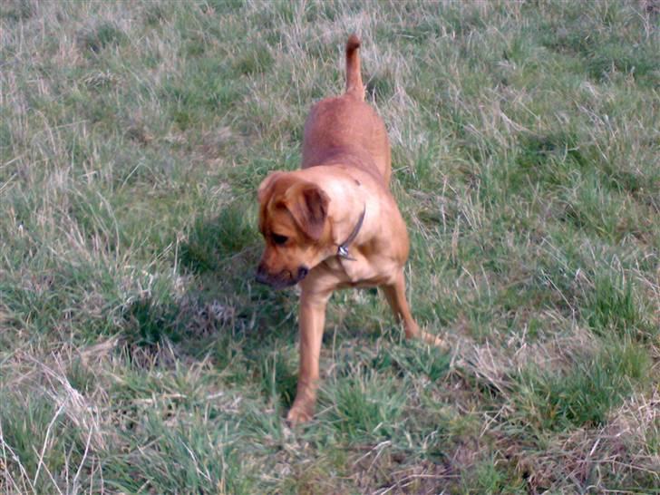 Blanding af racer Reja - Velkommen til min profil.. :)  billede 1