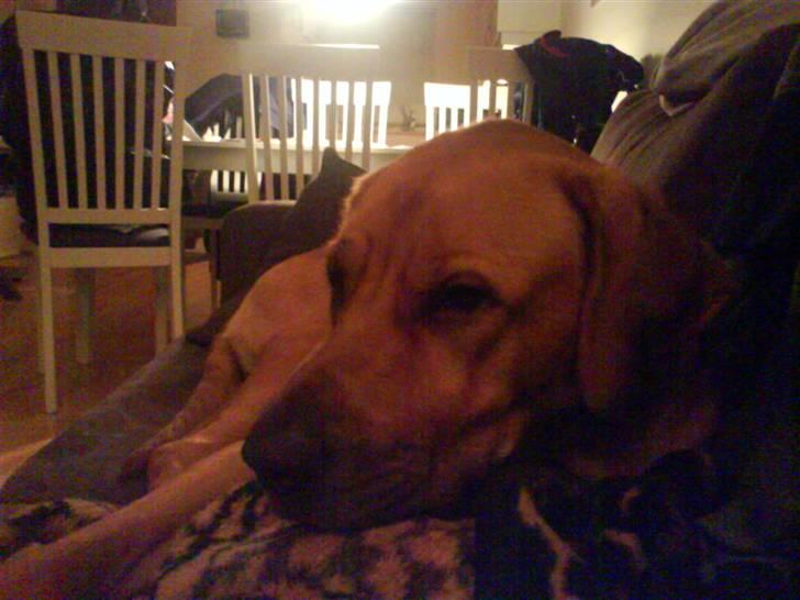 Blanding af racer Reja billede 2