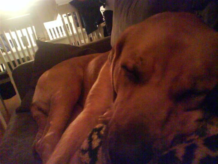 Blanding af racer Reja - Så er vi blevet lidt trætte.. billede 3