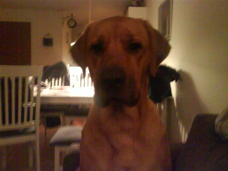 Blanding af racer Reja - Er jeg ikke bare fin?! billede 4