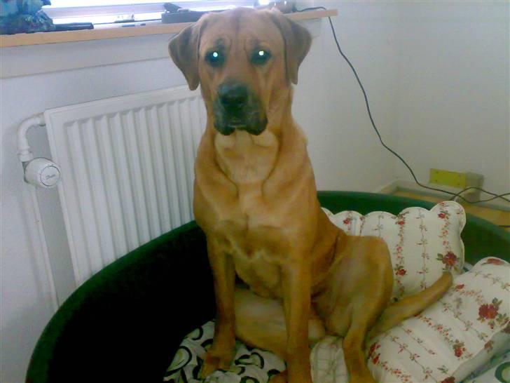 Blanding af racer Reja billede 5