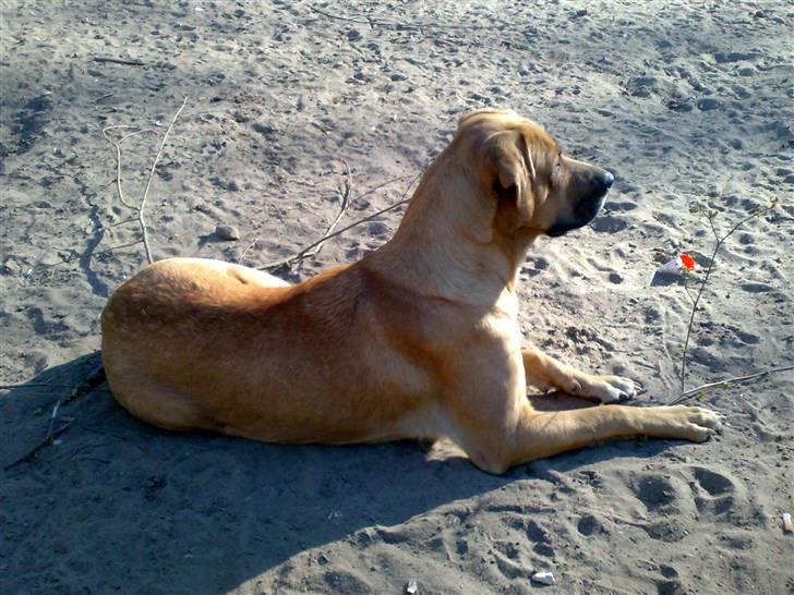 Blanding af racer Reja - Holder øje med det hele! billede 7