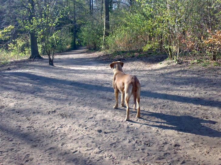 Blanding af racer Reja billede 8