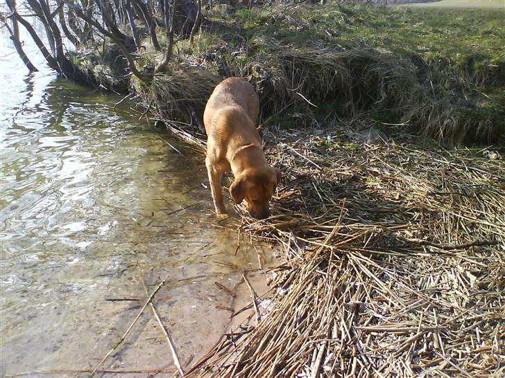 Blanding af racer Reja - Her er vi så ved vandet!  billede 9