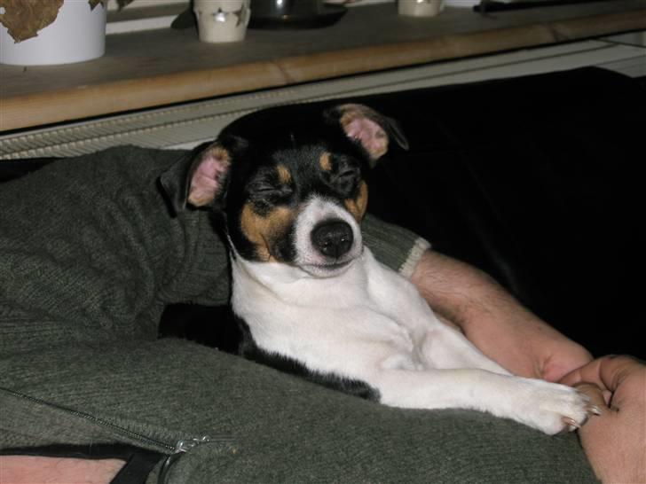 Jack russell terrier Tulle - "Dulle" nyder tilværelsen:) billede 1