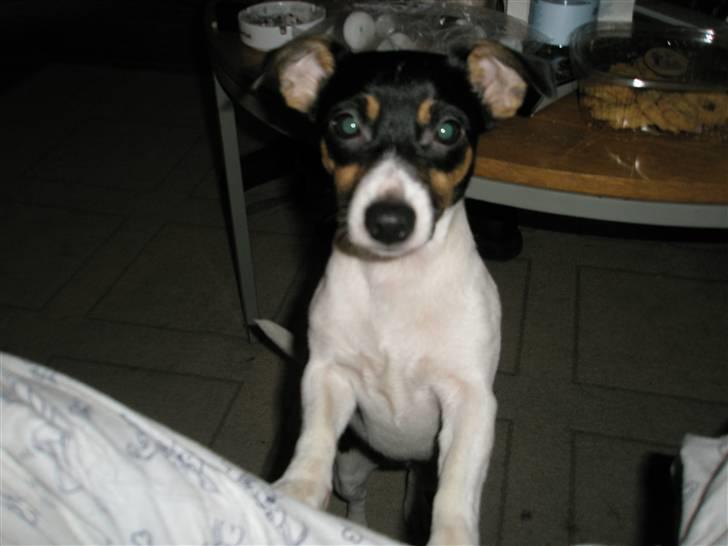 Jack russell terrier Tulle billede 2