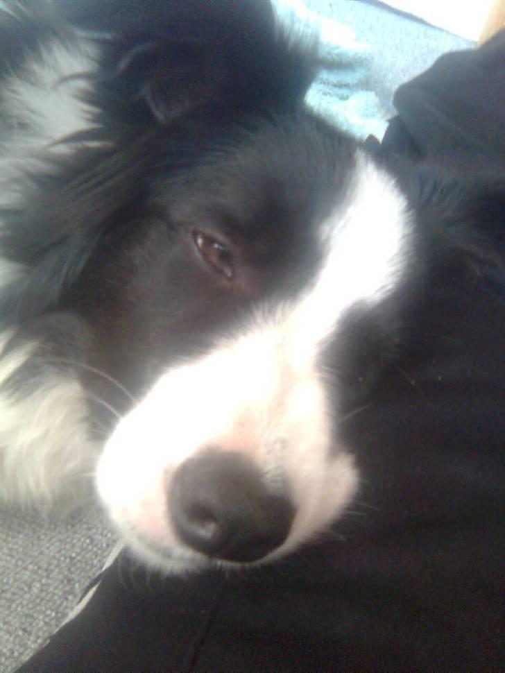 Border collie Lady Gaia billede 4