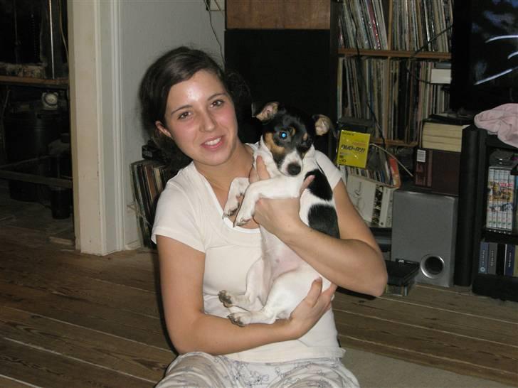 Jack russell terrier Tulle billede 3