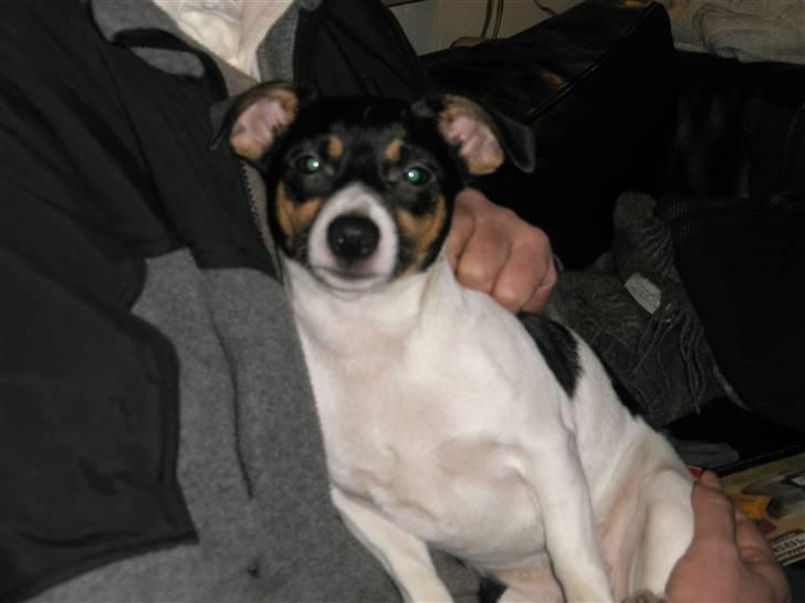 Jack russell terrier Tulle billede 4