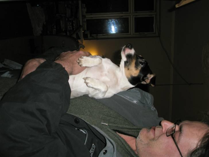 Jack russell terrier Tulle billede 5