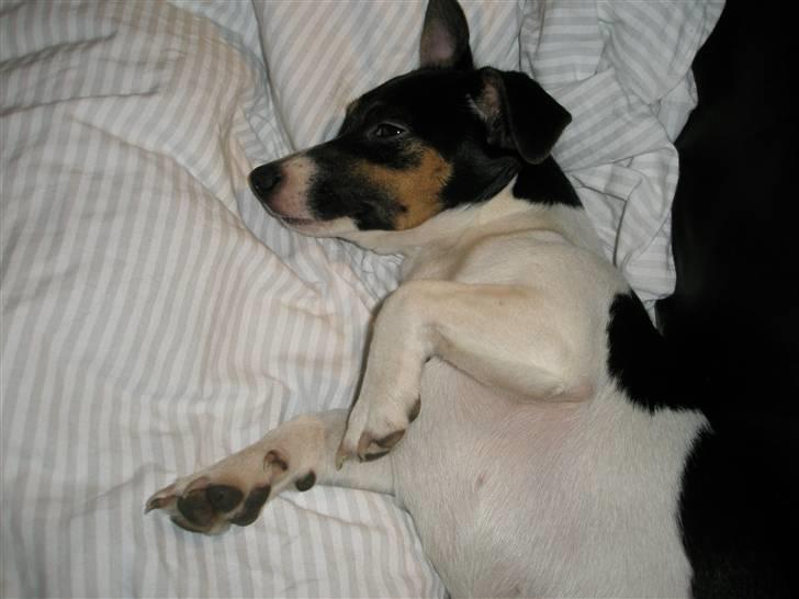 Jack russell terrier Tulle billede 6
