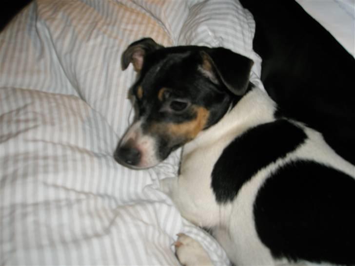 Jack russell terrier Tulle billede 7