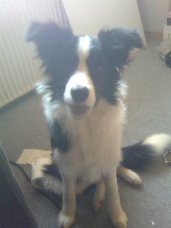 Border collie Lady Gaia billede 5