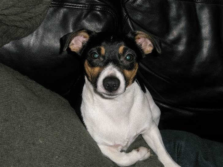 Jack russell terrier Tulle billede 8