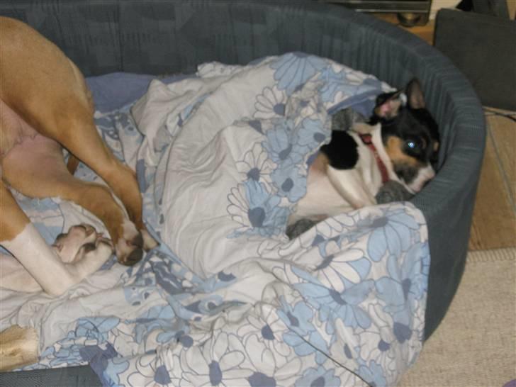 Jack russell terrier Tulle billede 9