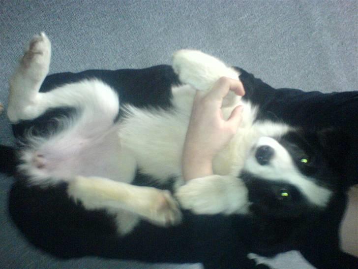 Border collie Lady Gaia billede 7