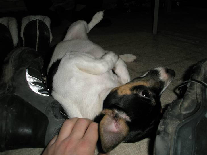 Jack russell terrier Tulle billede 10