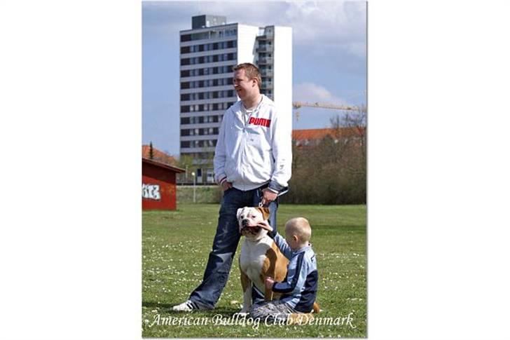 Amerikansk bulldog CH.Matheo"s Storm billede 16