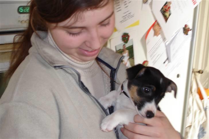 Jack russell terrier Tulle - "Dulle" 9 uger gammel:) billede 11