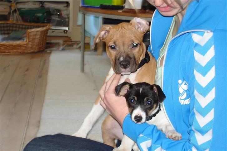 Jack russell terrier Tulle - har lige hentet Dess og Dulle:)  billede 12