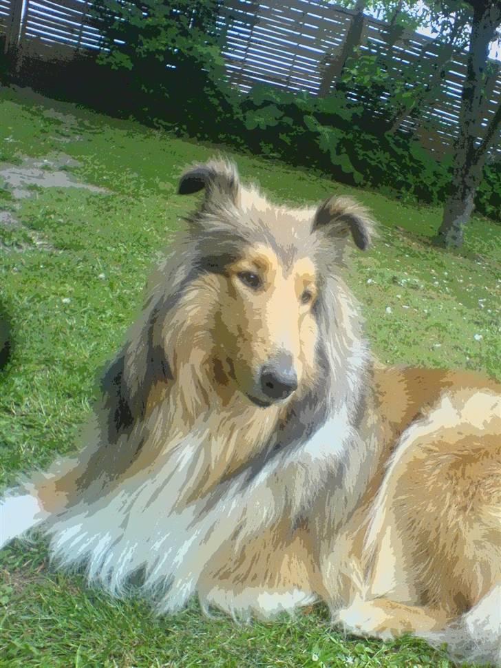 Collie langhåret Ariel | MIT ET&ALT <3 - 15) Et vellykket model billede ;D Hun er et naturtalent for at vise sig på billede(det har hun fra sin mor) xD billede 15