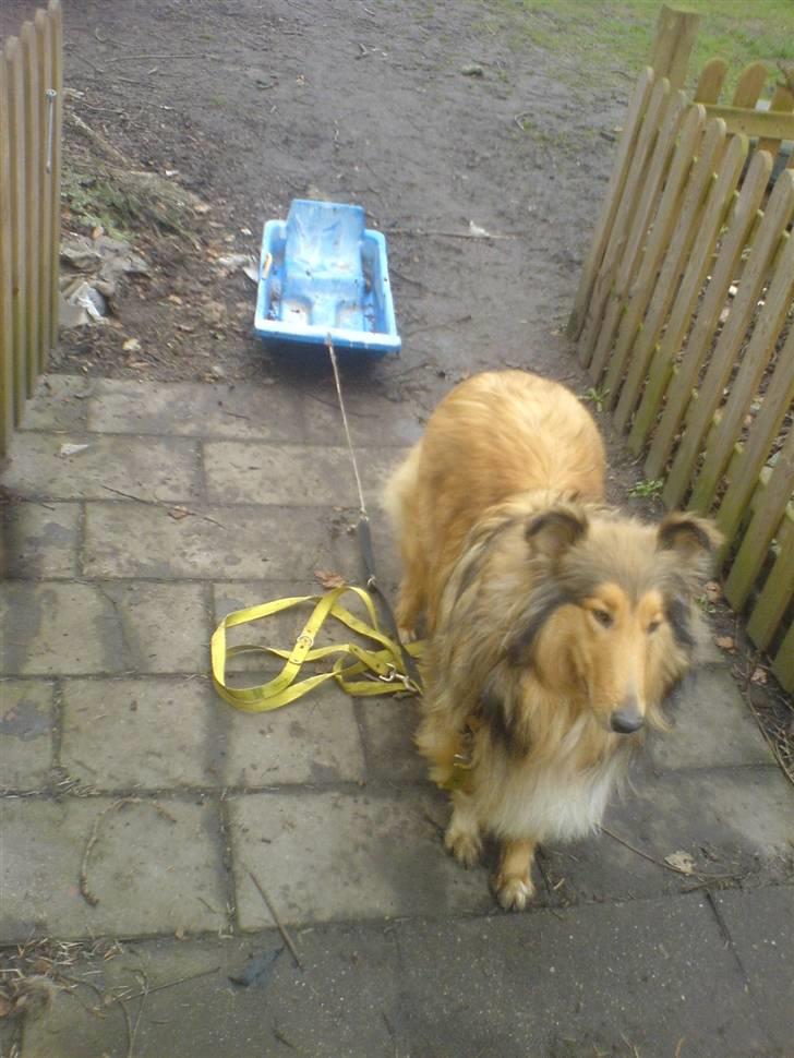 Collie langhåret Ariel | MIT ET&ALT <3 - 16) Når der er sne, så får hun lov til at trække Adonis ;D Med hjælp fra de andre.. Jeg har lært hende det.. Imens jeg hjælper til så der ikke er nogle der blir kvalt ;D billede 16