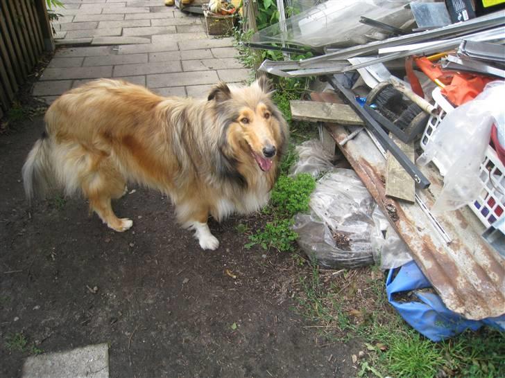 Collie langhåret Ariel | MIT ET&ALT <3 - 18) Jeg fik lige taget dette smukke billede af en Collie, som bare elsker at vise sig frem ;D <3 billede 18