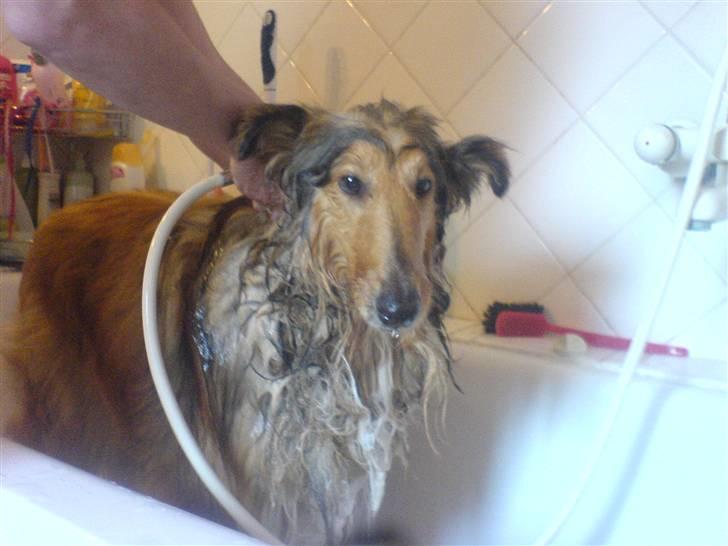 Collie langhåret Ariel | MIT ET&ALT <3 - 19) Øhm, er det virkelig Ariel ?.. Ja for dælen da ;D Ej, hvor er hun dog nuttet :D <3 billede 19