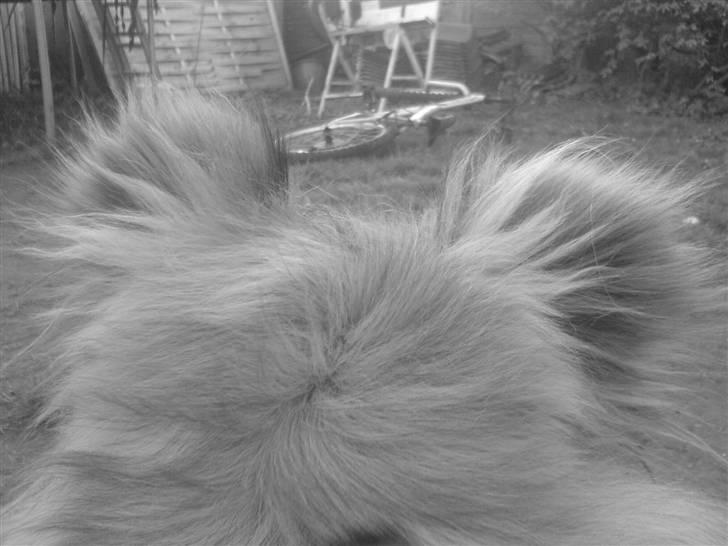 Collie langhåret Ariel | MIT ET&ALT <3 - 20) Ariel har vist ikke mere at vise.. Så vi siger tak for kigget, læg gerne en kommentar + bedømmelse ;D  billede 20