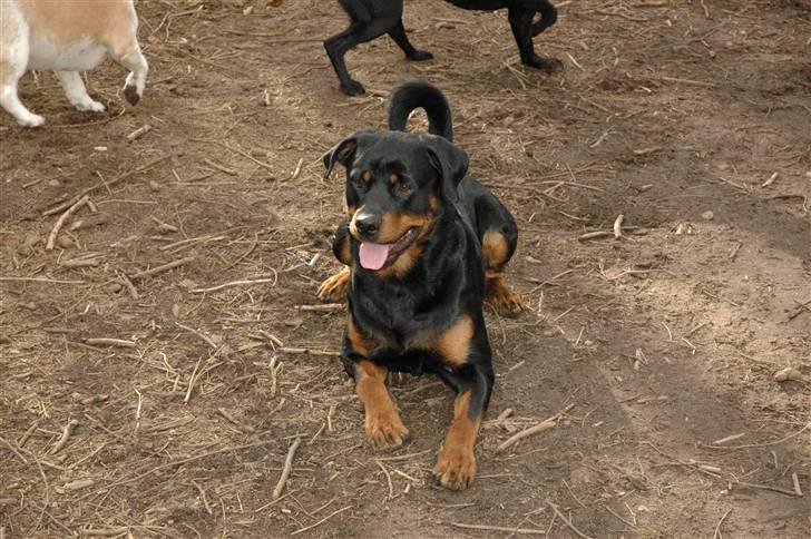 Rottweiler Alfa - Hundeskoven i gullestrup billede 8