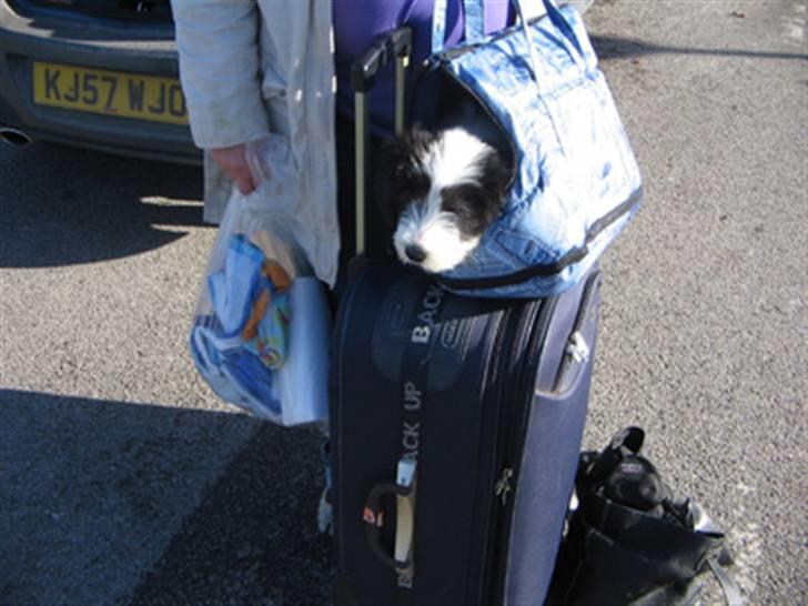 Bearded collie Bernie billede 1