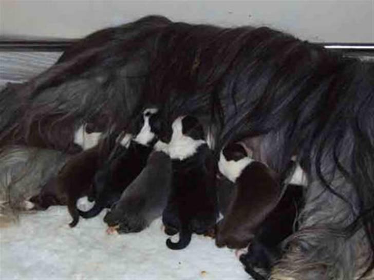 Bearded collie Bernie billede 2