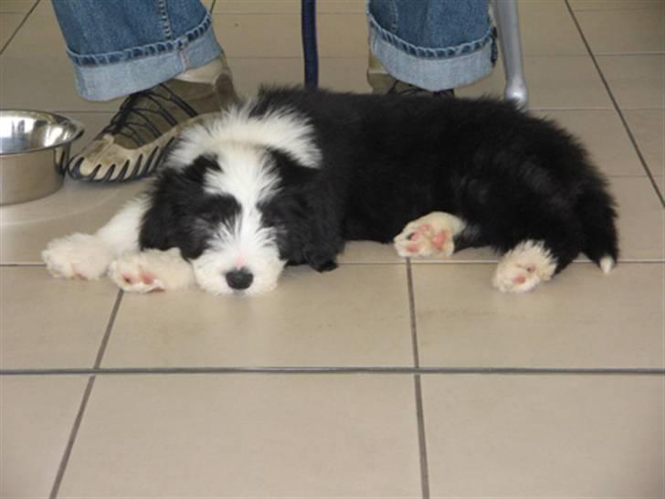 Bearded collie Bernie billede 4