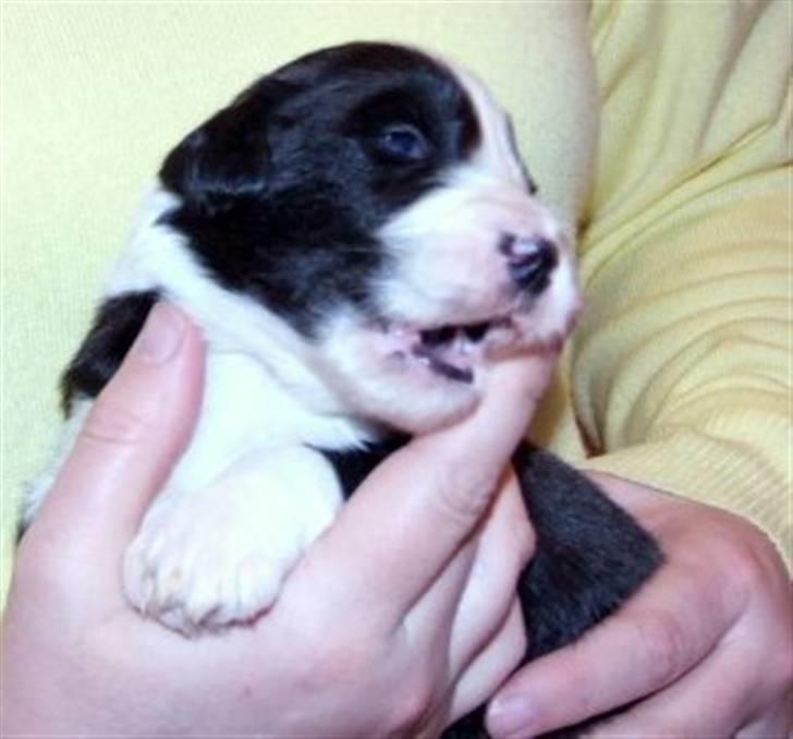 Bearded collie Bernie billede 5