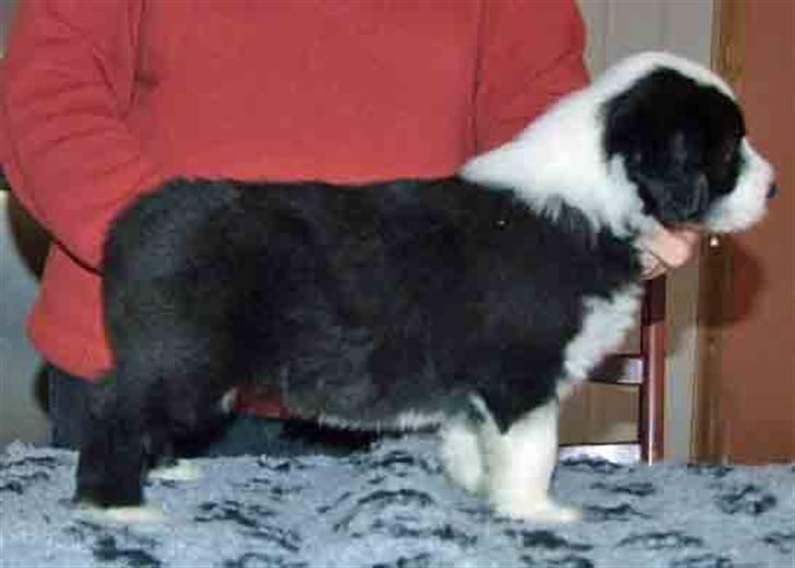 Bearded collie Bernie billede 6