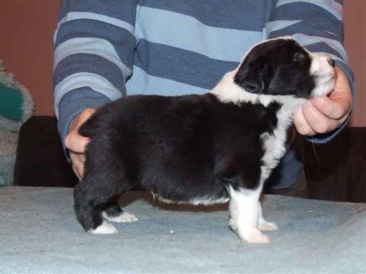 Bearded collie Bernie billede 7
