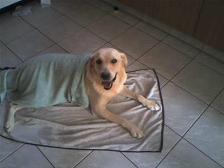 Labrador retriever Lulu - Lulu der ligger og putter billede 12