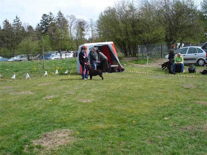 Labrador retriever Cocio billede 17