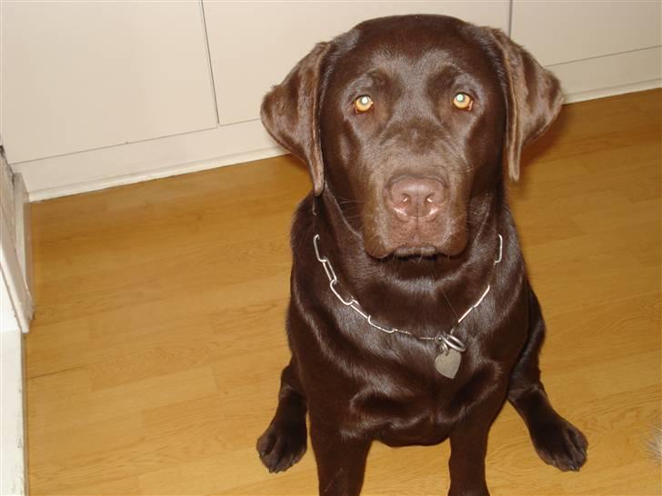 Labrador retriever Cocio billede 18