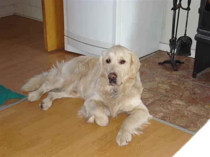 Golden retriever Balto billede 20