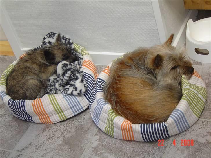 Cairn terrier Viktor billede 11