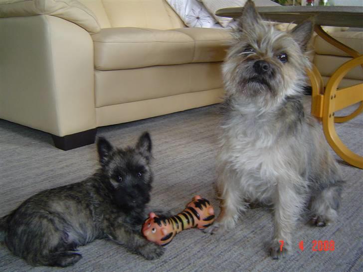 Cairn terrier Viktor billede 12