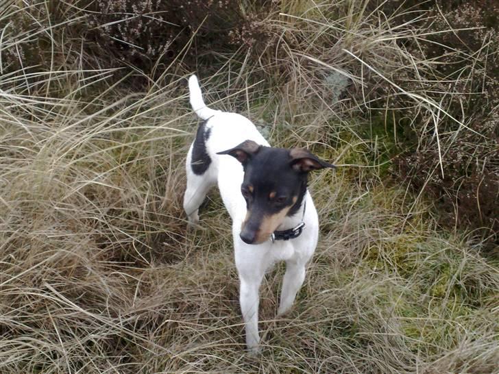 Dansk svensk gaardhund nemesis billede 17