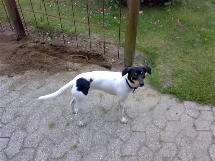 Dansk svensk gaardhund nemesis billede 18