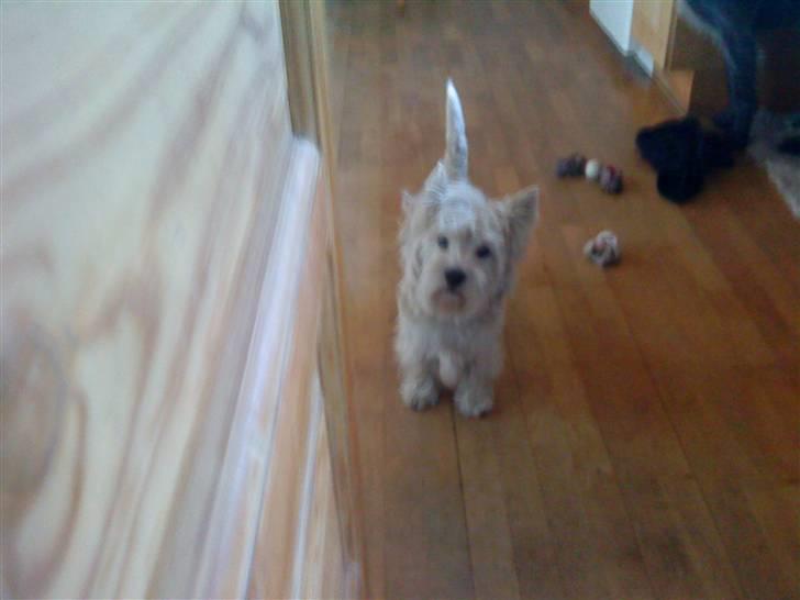 West highland white terrier Kni's Ficus Boucle(Viggo) - uh´ hvem er du,?, jeg skal lige studere dig ! billede 9