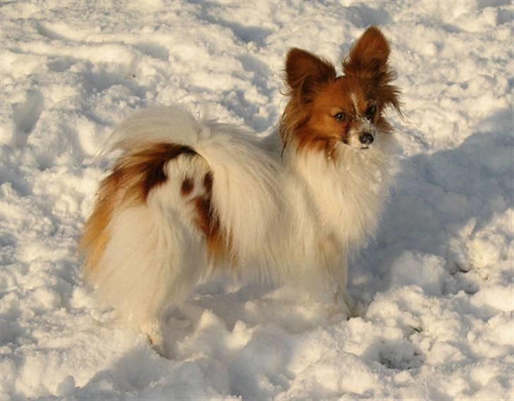 Papillon Thygesminde's Unique billede 3