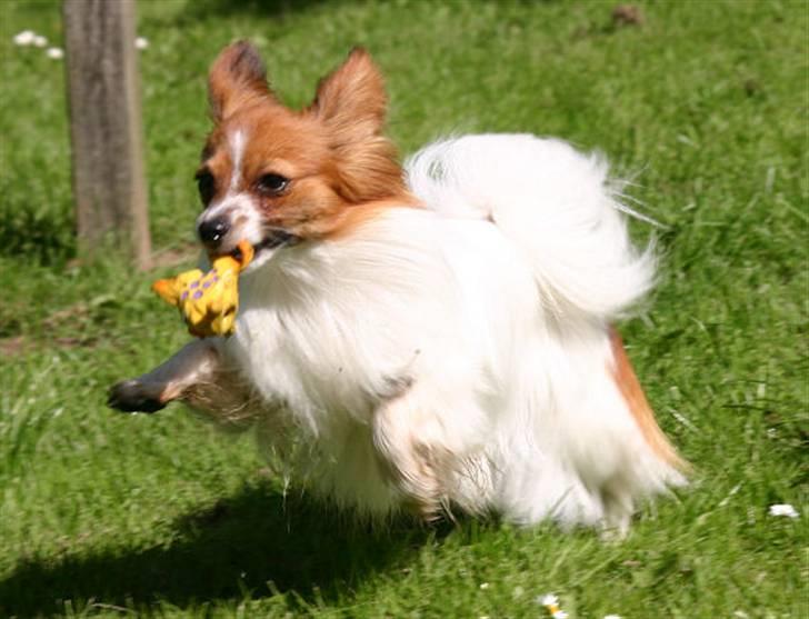 Papillon Thygesminde's Unique billede 4