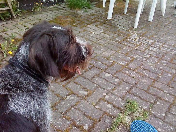 Ruhåret hønsehund † Fister † R.I.P. - ja ! billede 9